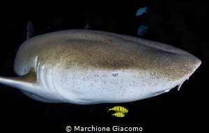 Portrait nurse shark.
Alimatha . maldives by Marchione Giacomo 